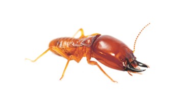 Termites