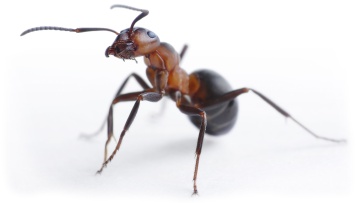 Ants