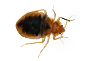 Bed Bugs