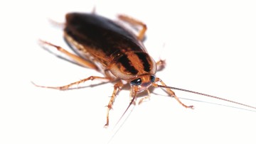 Cockroaches