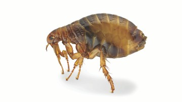 Fleas