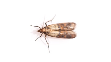 Moths