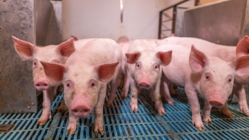 Livestock Housing