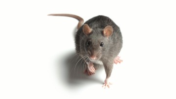 Rodents