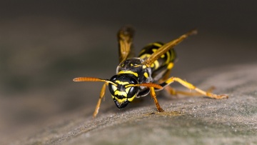 Wasps
